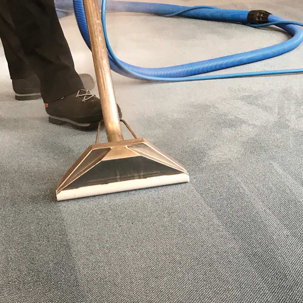 professional carpet cleaning in tampa bay